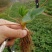 精选奶油草莓苗自家苗圃育苗26年保证质量保湿发货