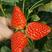 草莓苗:章姬牛奶草莓苗。隋珠，宁玉，红颜，粉玉二号草莓苗
