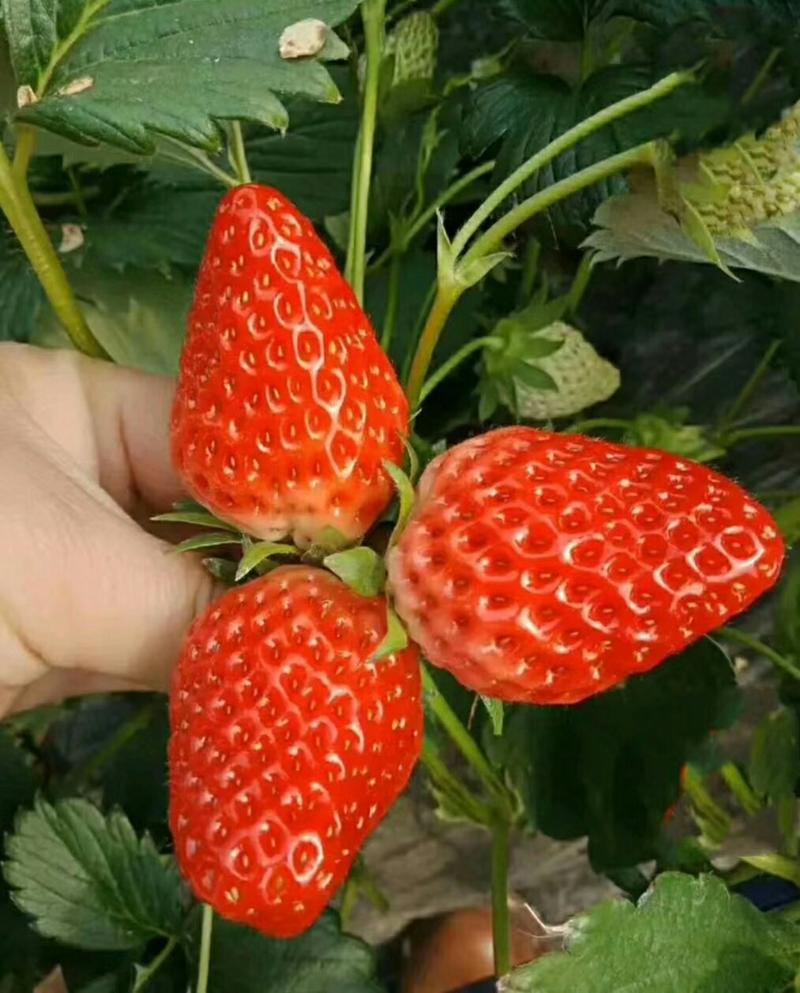 草莓苗:章姬牛奶草莓苗。隋珠，宁玉，红颜，粉玉二号草莓苗