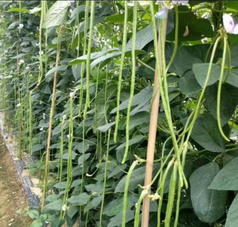 长豆角种籽江西袁豇一往情深豇豆种子翠绿色耐绿耐热春秋