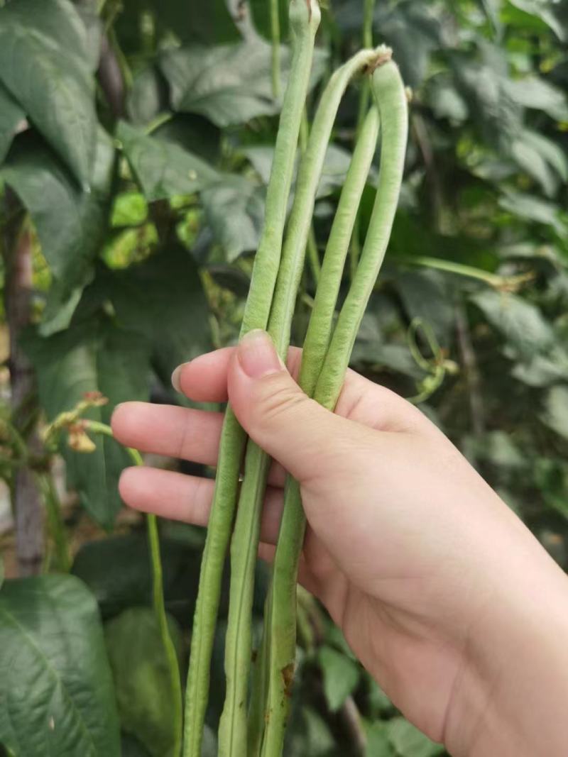 长豆角种籽江西袁豇一往情深豇豆种子翠绿色耐绿耐热春秋