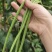 长豆角种籽江西袁豇一往情深豇豆种子翠绿色耐绿耐热春秋