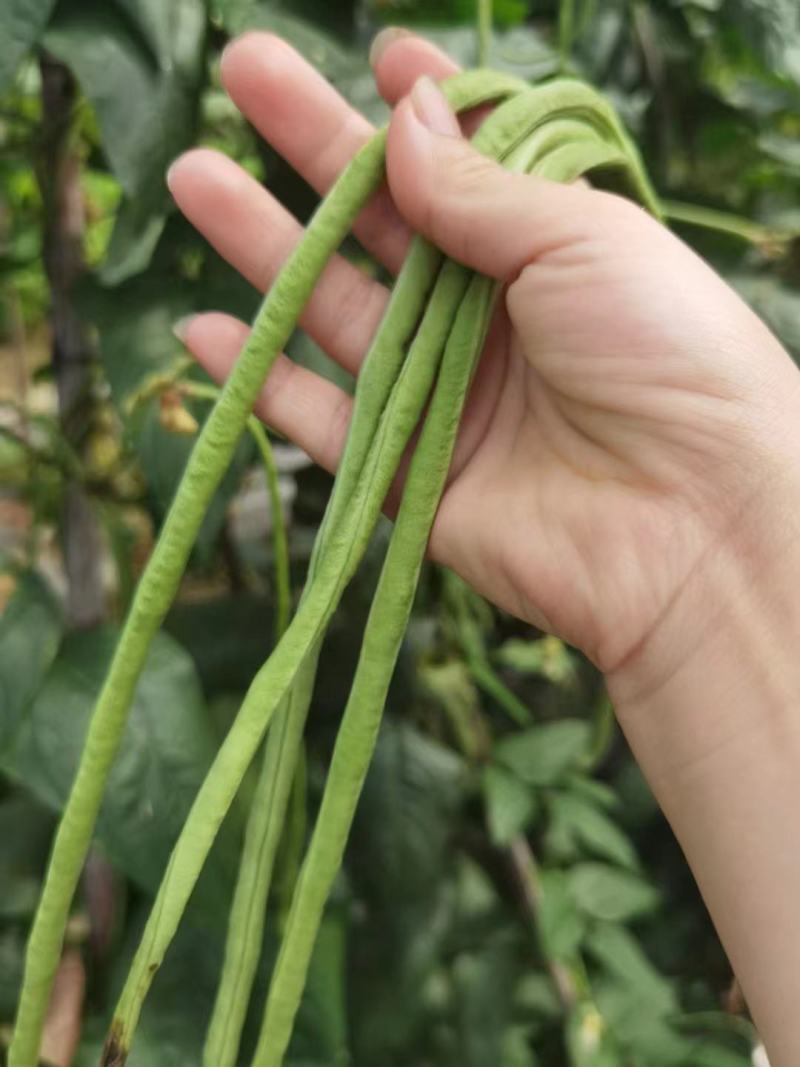 长豆角种籽江西袁豇一往情深豇豆种子翠绿色耐绿耐热春秋