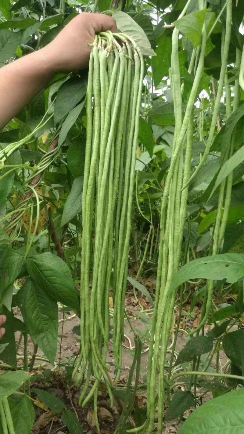 长豆角种籽江西袁豇一往情深豇豆种子翠绿色耐绿耐热春秋
