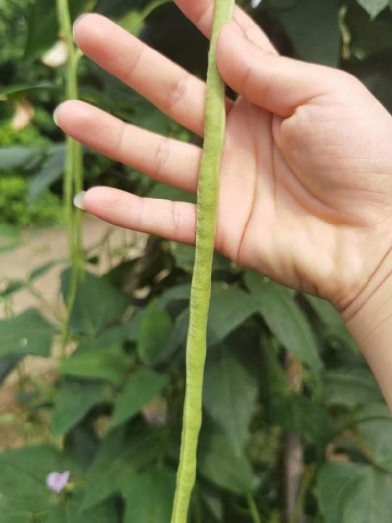 长豆角种籽江西袁豇一往情深豇豆种子翠绿色耐绿耐热春秋