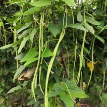 袁豇乡思菜农宝特选小叶早熟高产荚长耐寒抗病春秋两用长豇豆