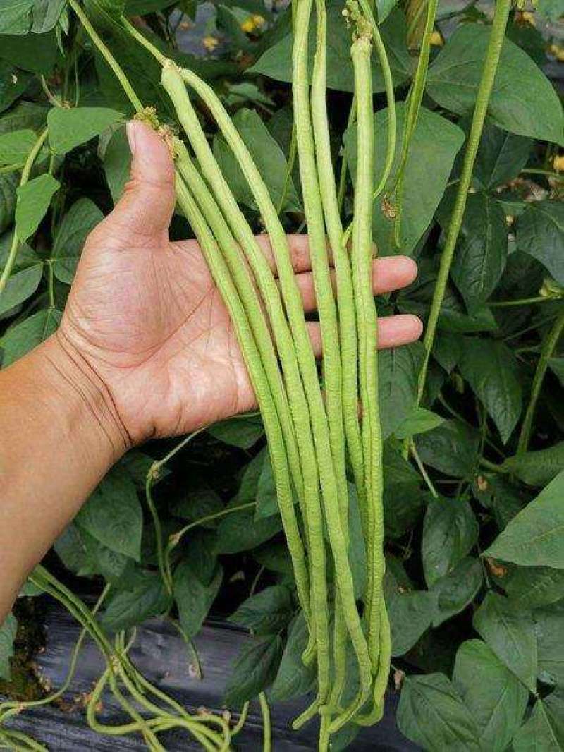 袁豇乡思菜农宝特选小叶早熟高产荚长耐寒抗病春秋两用长豇豆