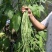 袁豇乡思菜农宝特选小叶早熟高产荚长耐寒抗病春秋两用长豇豆