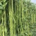 袁豇乡思菜农宝特选小叶早熟高产荚长耐寒抗病春秋两用长豇豆