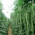 袁豇乡思菜农宝特选小叶早熟高产荚长耐寒抗病春秋两用长豇豆
