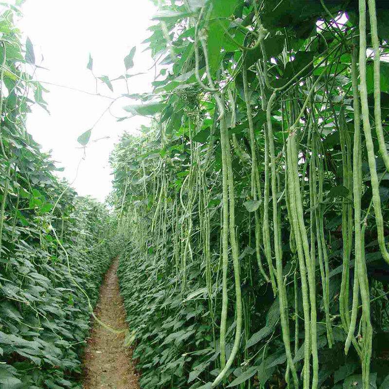 袁豇乡思菜农宝特选小叶早熟高产荚长耐寒抗病春秋两用长豇豆