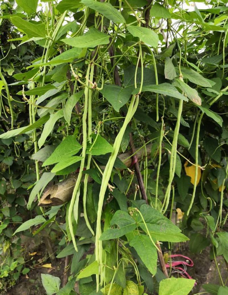 袁豇乡思菜农宝特选小叶早熟高产荚长耐寒抗病春秋两用长豇豆