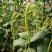 袁豇乡思菜农宝特选小叶早熟高产荚长耐寒抗病春秋两用长豇豆