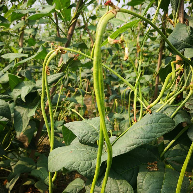 袁豇乡思菜农宝特选小叶早熟高产荚长耐寒抗病春秋两用长豇豆