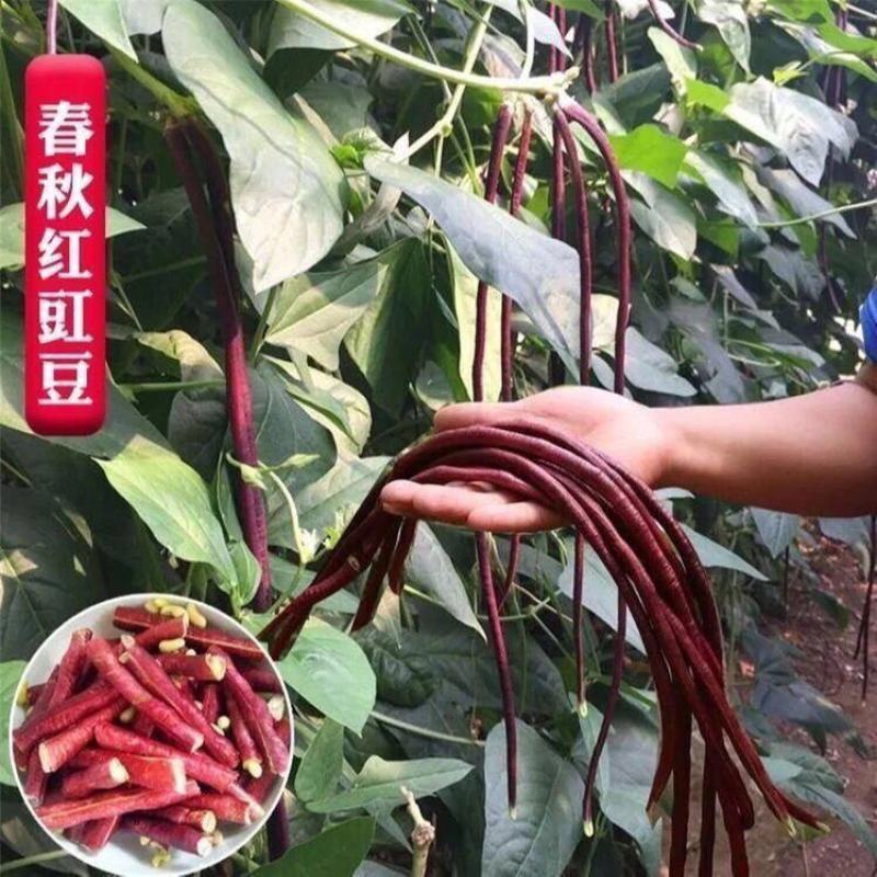 春秋长红长豆角种子红豇豆种子爬藤蔬菜种子产量高