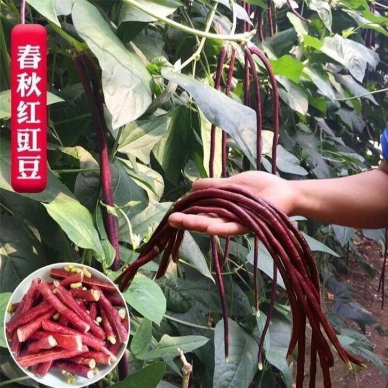 春秋长红长豆角种子红豇豆种子爬藤蔬菜种子产量高