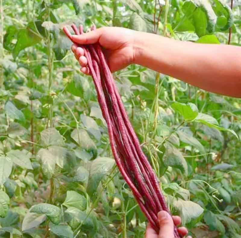 春秋长红长豆角种子红豇豆种子爬藤蔬菜种子产量高