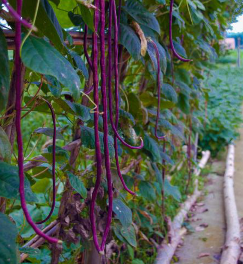 春秋长红长豆角种子红豇豆种子爬藤蔬菜种子产量高