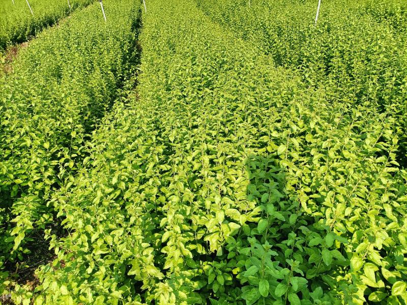 大叶枸杞菜，广东南方枸杞菜苗，每亩100斤