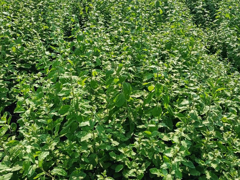 大叶枸杞菜，广东南方枸杞菜苗，每亩100斤