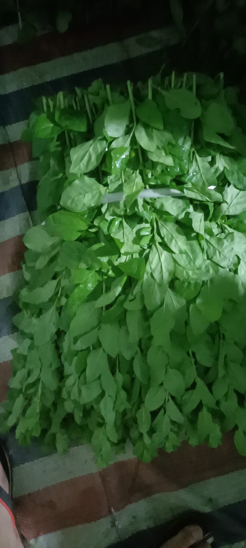 大叶枸杞菜，广东南方枸杞菜苗，每亩100斤
