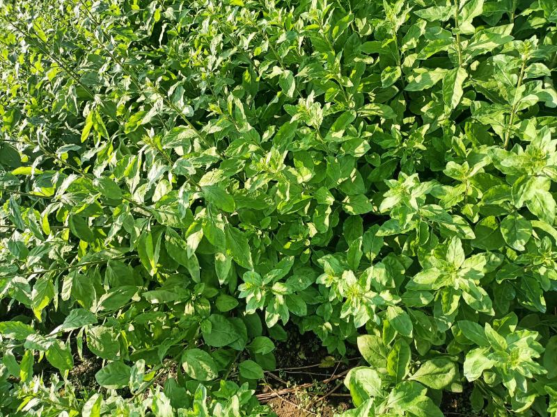 大叶枸杞菜，广东南方枸杞菜苗，每亩100斤