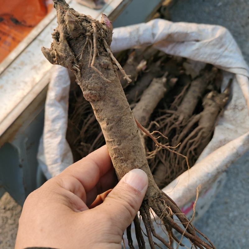 芍药苗菏泽芍药芽赤芍白芍芽药材芍药芽货源充足质量优