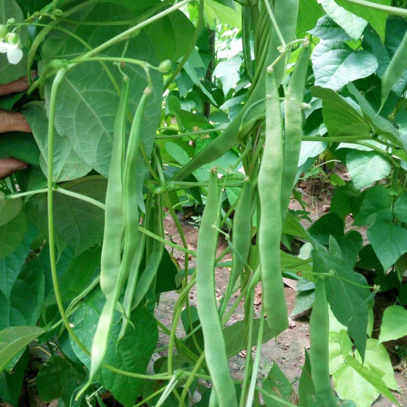 SQ绿龙3号豆角种子早熟鲜绿色宽扁肉厚无筋春秋季种