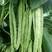 SQ绿龙3号豆角种子早熟鲜绿色宽扁肉厚无筋春秋季种