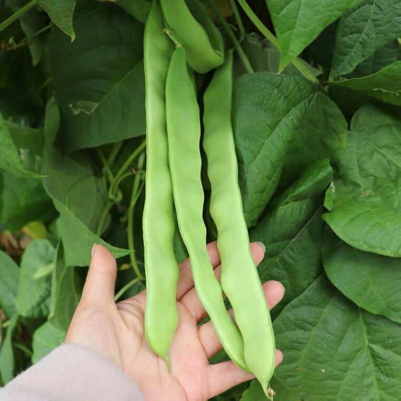 SQ绿龙3号豆角种子早熟鲜绿色宽扁肉厚无筋春秋季种