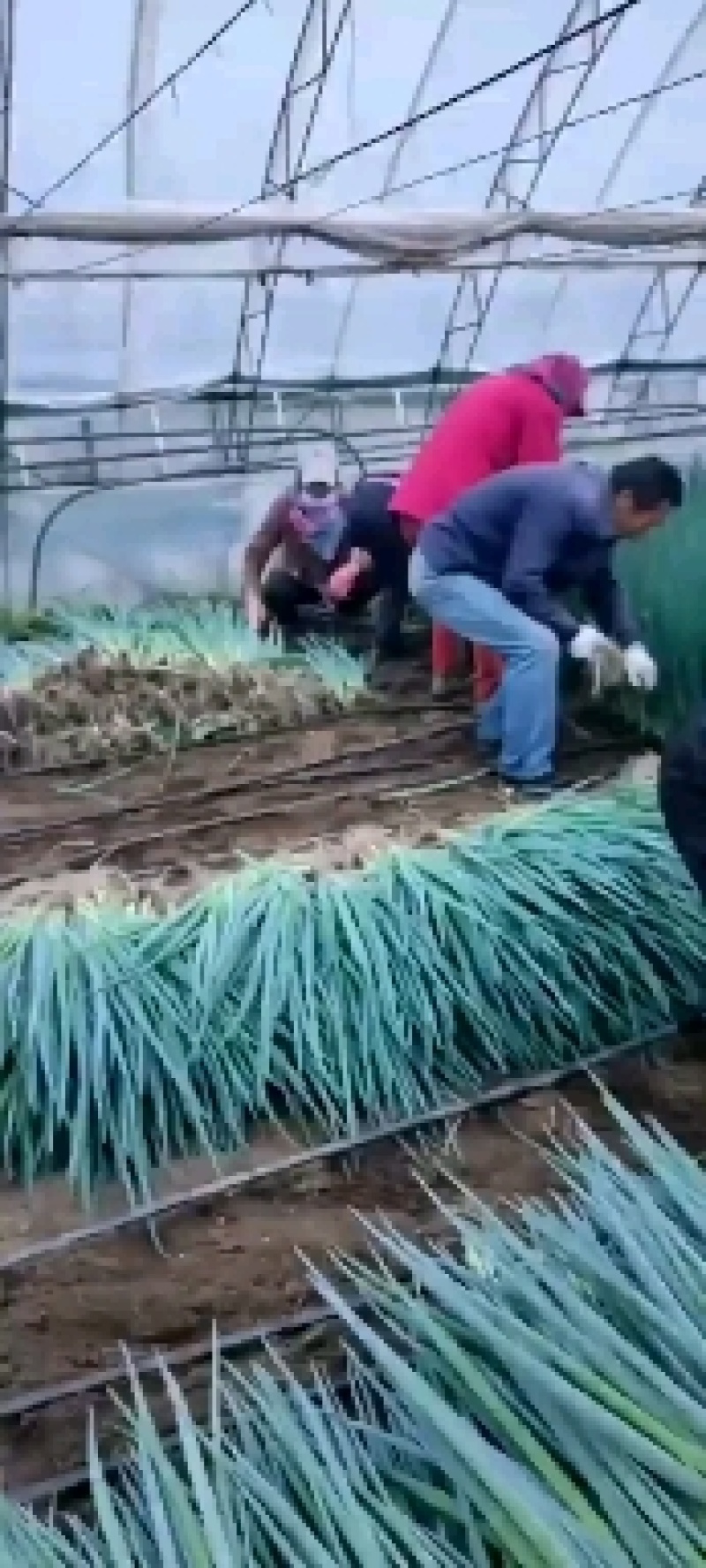 精品大葱铁杆，长白葱刚葱大量上市可视频看货质量好价格不高