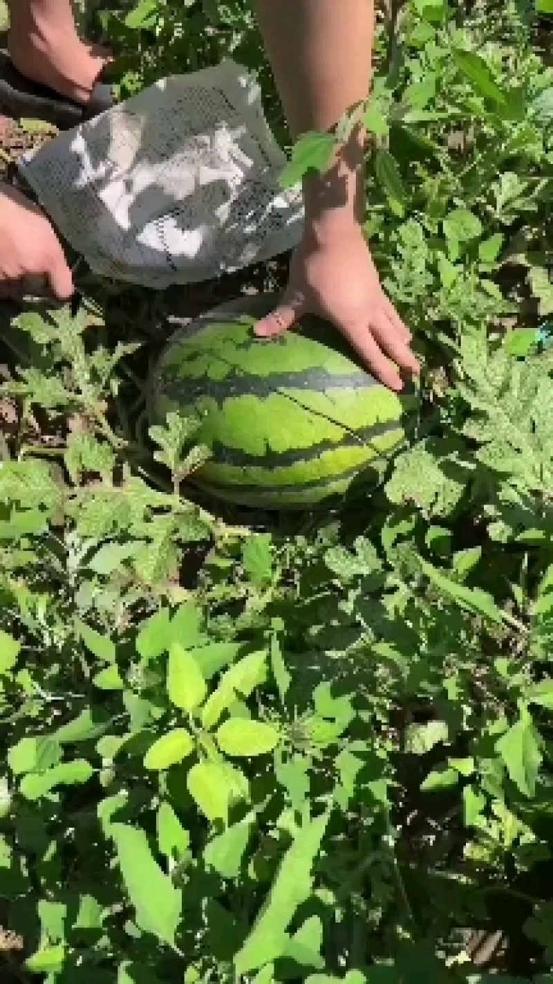 吉林西瓜大量上市，有甜王圆瓜，瓜漏二级小瓜质量好欢迎选购