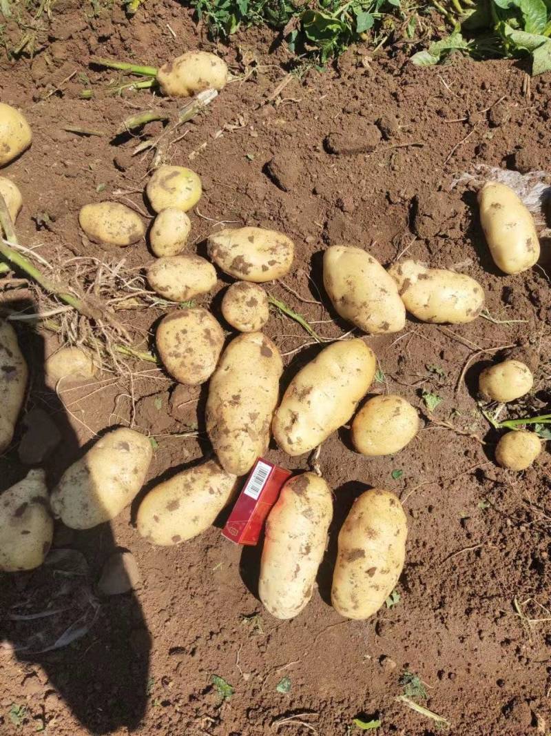 沙土地802
