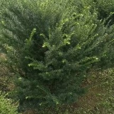 矮紫杉1.5米高1.5米冠
