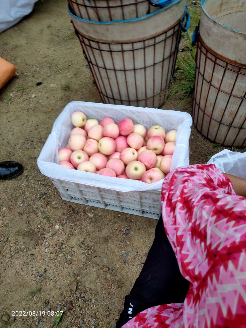 烟台栖霞嘎啦苹果上市了！