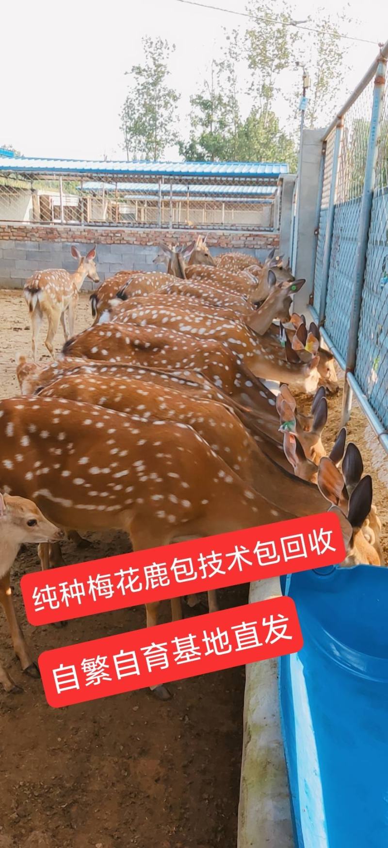 梅花鹿活体鹿崽装笼发货包成活包送到家，鹿苗，欢迎进店联系