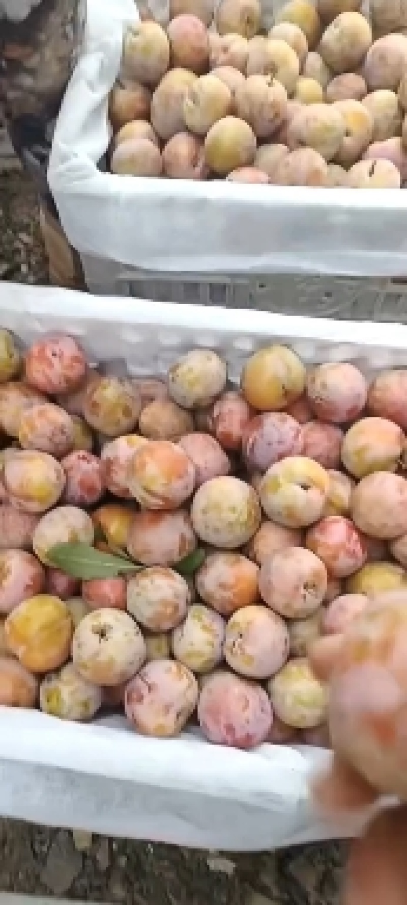 湖北李子芙蓉李子皮薄肉多口感脆甜产地直供量大从优