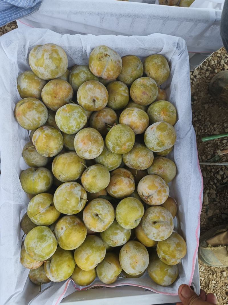 湖北李子芙蓉李子皮薄肉多口感脆甜产地直供量大从优