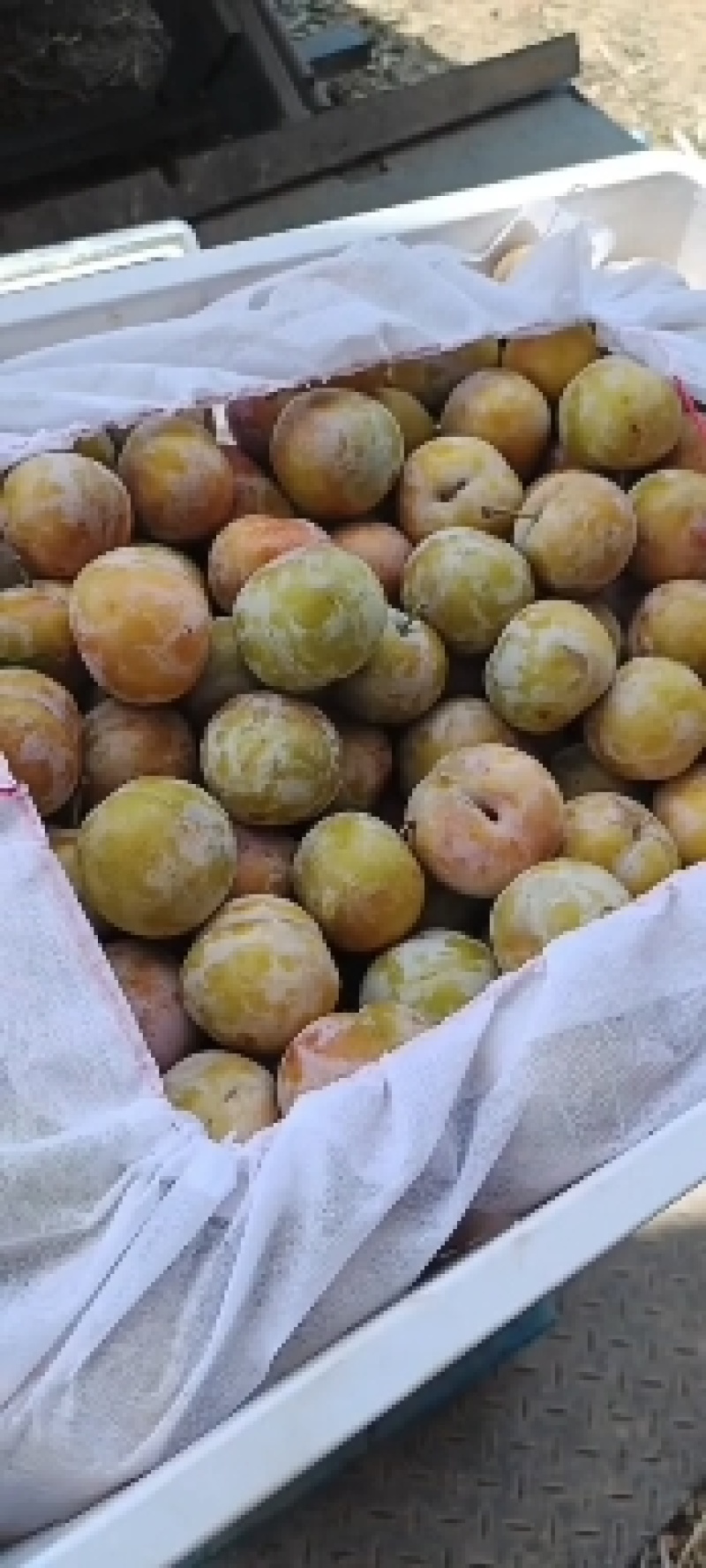 湖北李子芙蓉李子皮薄肉多口感脆甜产地直供量大从优