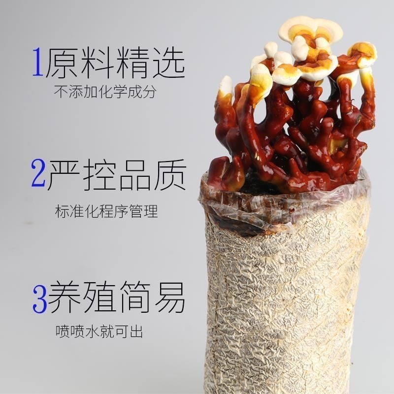 蘑菇菌包灵芝菌包灵芝菌棒菌包家庭室内趣味养殖多肉盆栽