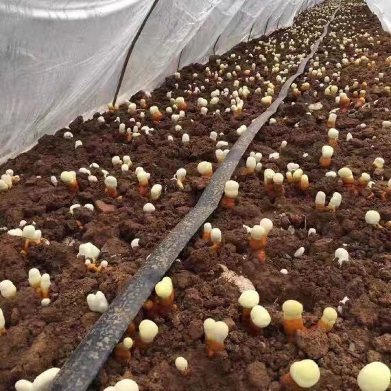蘑菇菌包灵芝菌包灵芝菌棒菌包家庭室内趣味养殖多肉盆栽