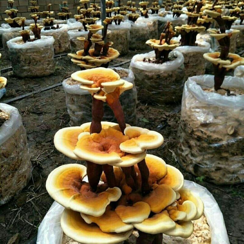 蘑菇菌包灵芝菌包灵芝菌棒菌包家庭室内趣味养殖多肉盆栽