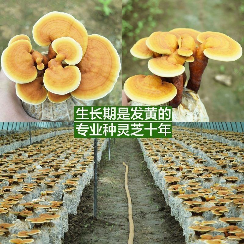 蘑菇菌包灵芝菌包灵芝菌棒菌包家庭室内趣味养殖多肉盆栽