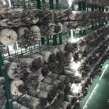 平菇上市，欢迎新老顾客光临选购。
