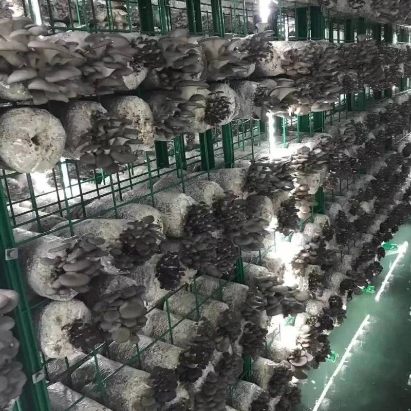 平菇上市，欢迎新老顾客光临选购。