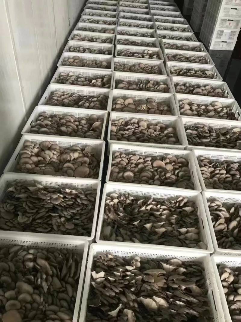 平菇上市，欢迎新老顾客光临选购。
