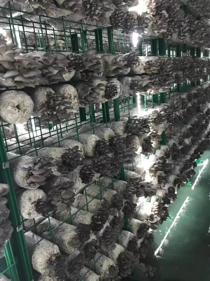 平菇上市，欢迎新老顾客光临选购。