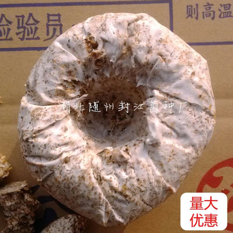 椴木菌种子香菇平菇食用菌种批发黑木耳木头冬菇可食用栽培蘑