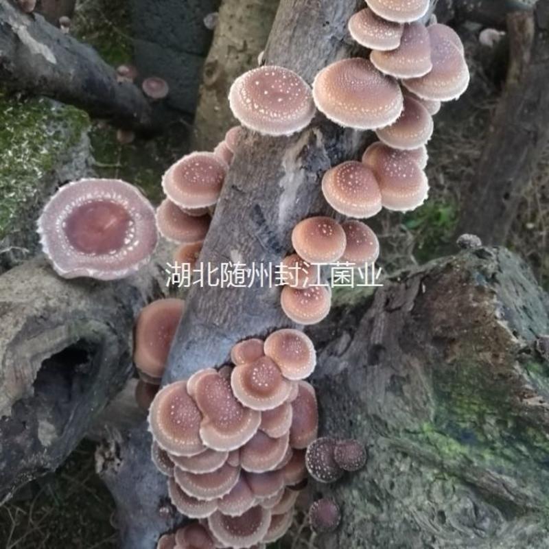 椴木菌种子香菇平菇食用菌种批发黑木耳木头冬菇可食用栽培蘑