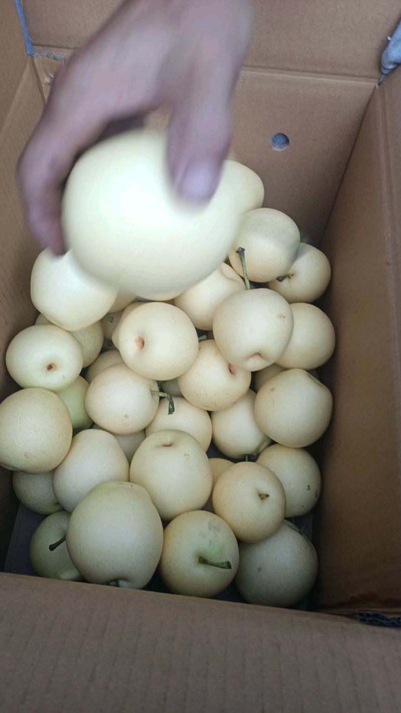泊头水晶梨大量上市产地直发视频验货欢迎咨询量大从优